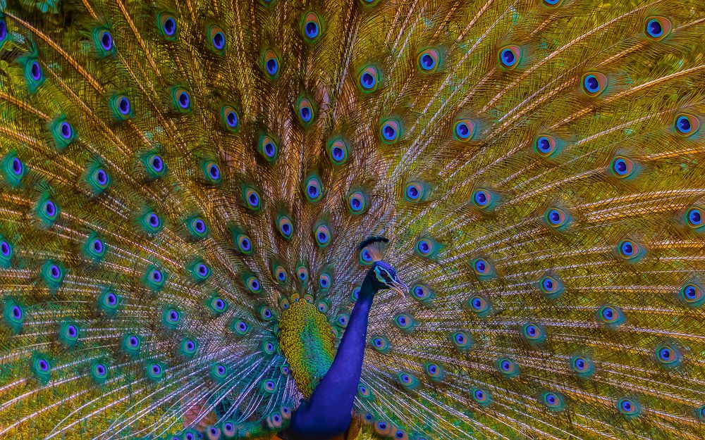 Photograph by Manoj Nair