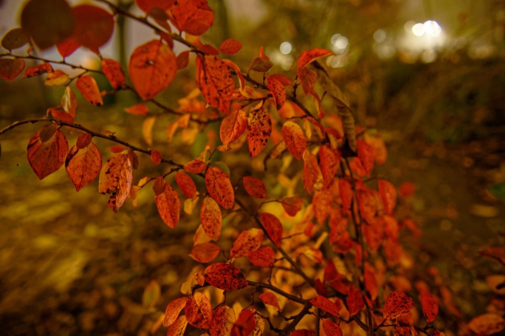 Photograph by Елена Симонова