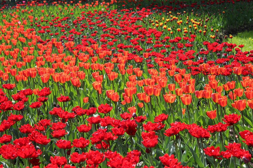 Фотография автора Natalia Khodina