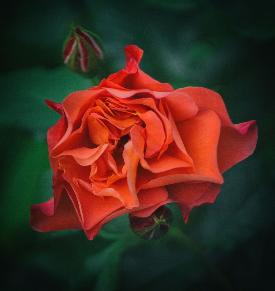 Photograph by Николай Тышкунов