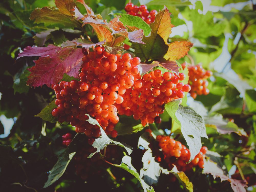 Photograph by Николай Тышкунов