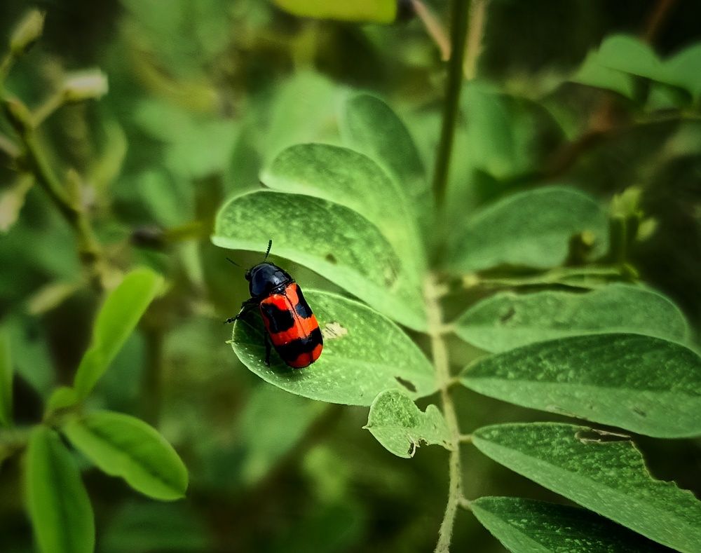 Photograph by B.Dhana sekaran