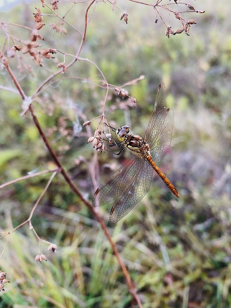 Photograph by Чепрасова Мария