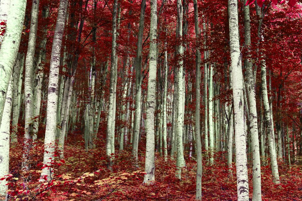 Фотография автора Foto