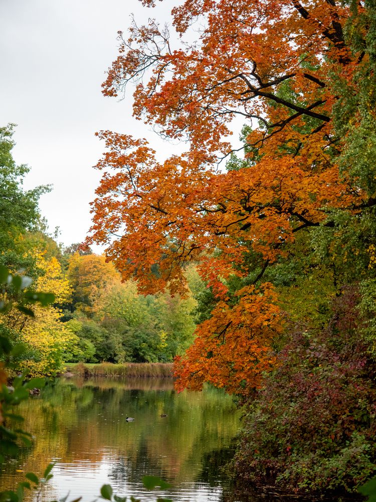 Осень на пруду / Autumn on the pond