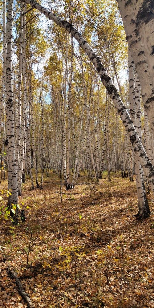 Photograph by Ирина Любимова