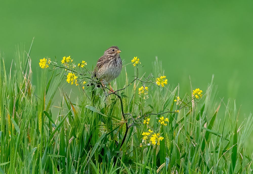 Photograph by Vahid Yavari