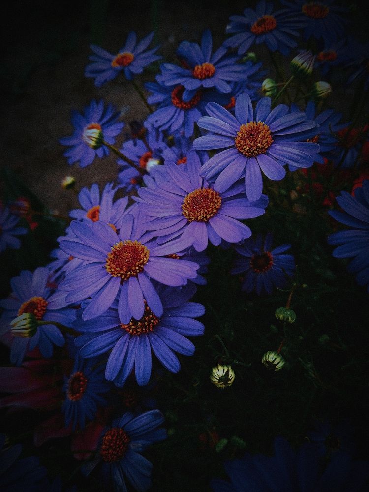 Голубая малышка