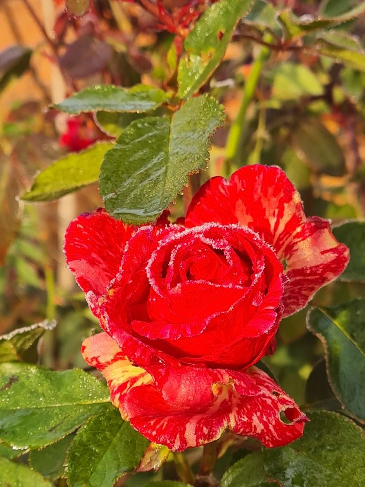 Photograph by Tatiana Denisova