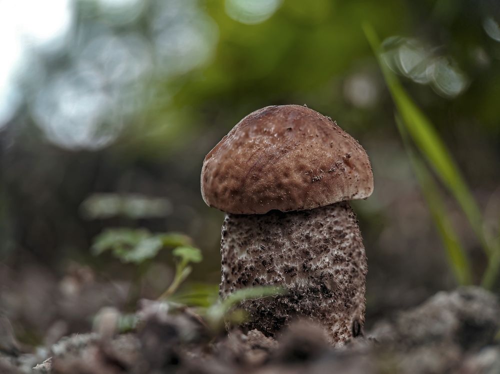 Little Mushroom