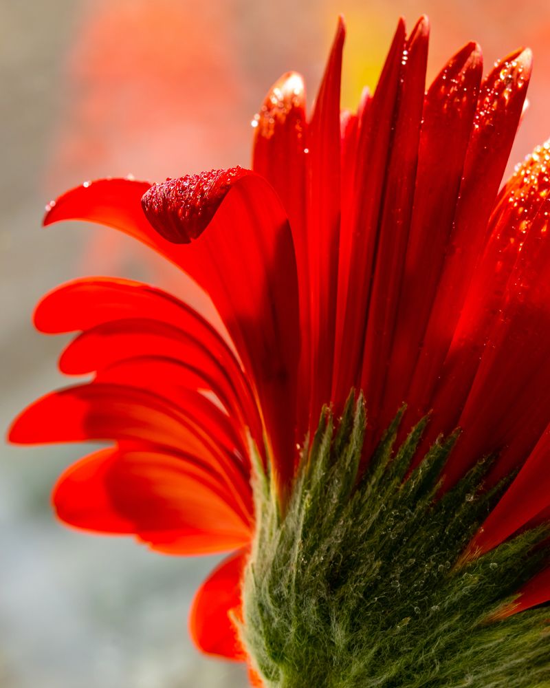 Photograph by Марина Новожилова