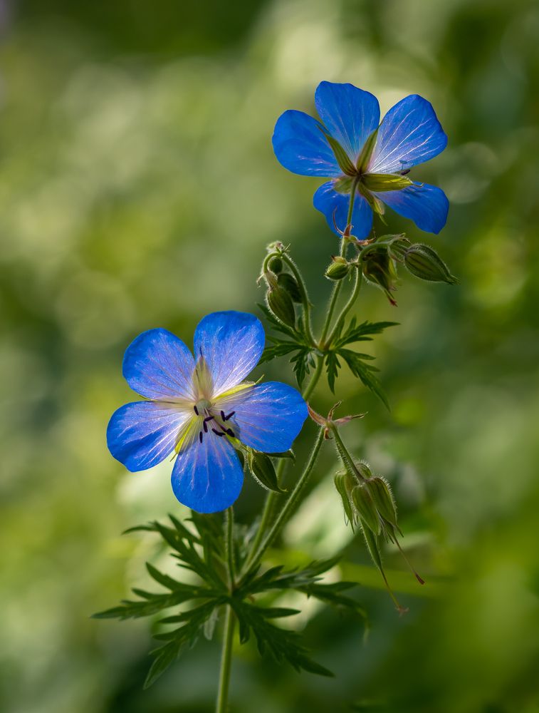 Photograph by Марина Новожилова