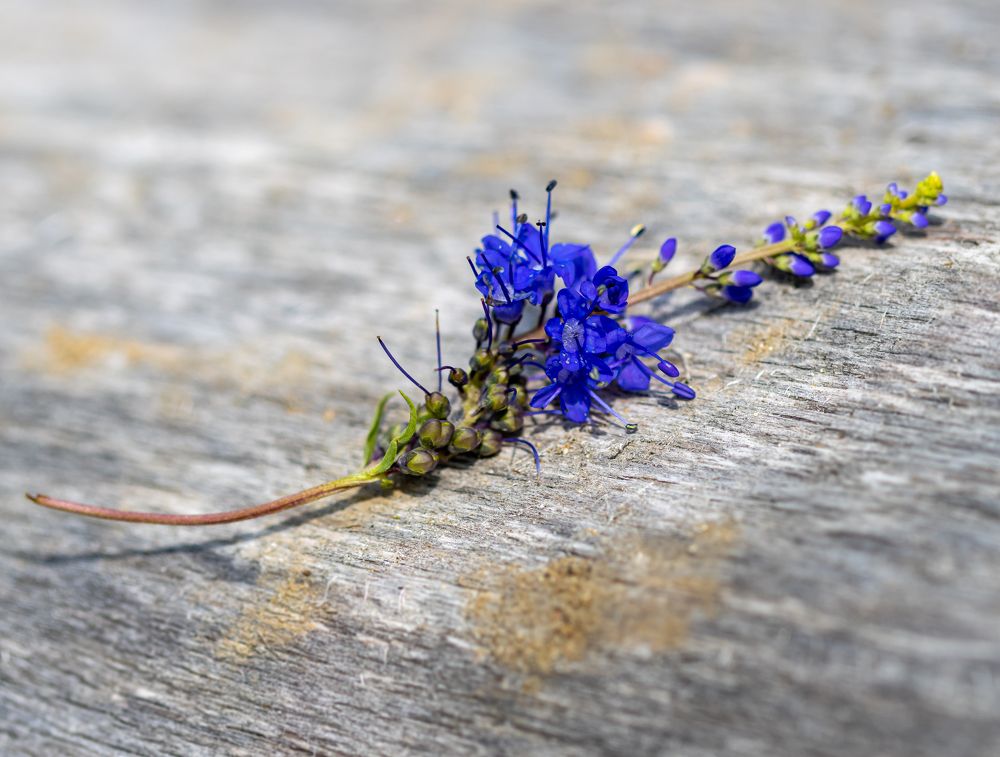 Photograph by Марина Новожилова