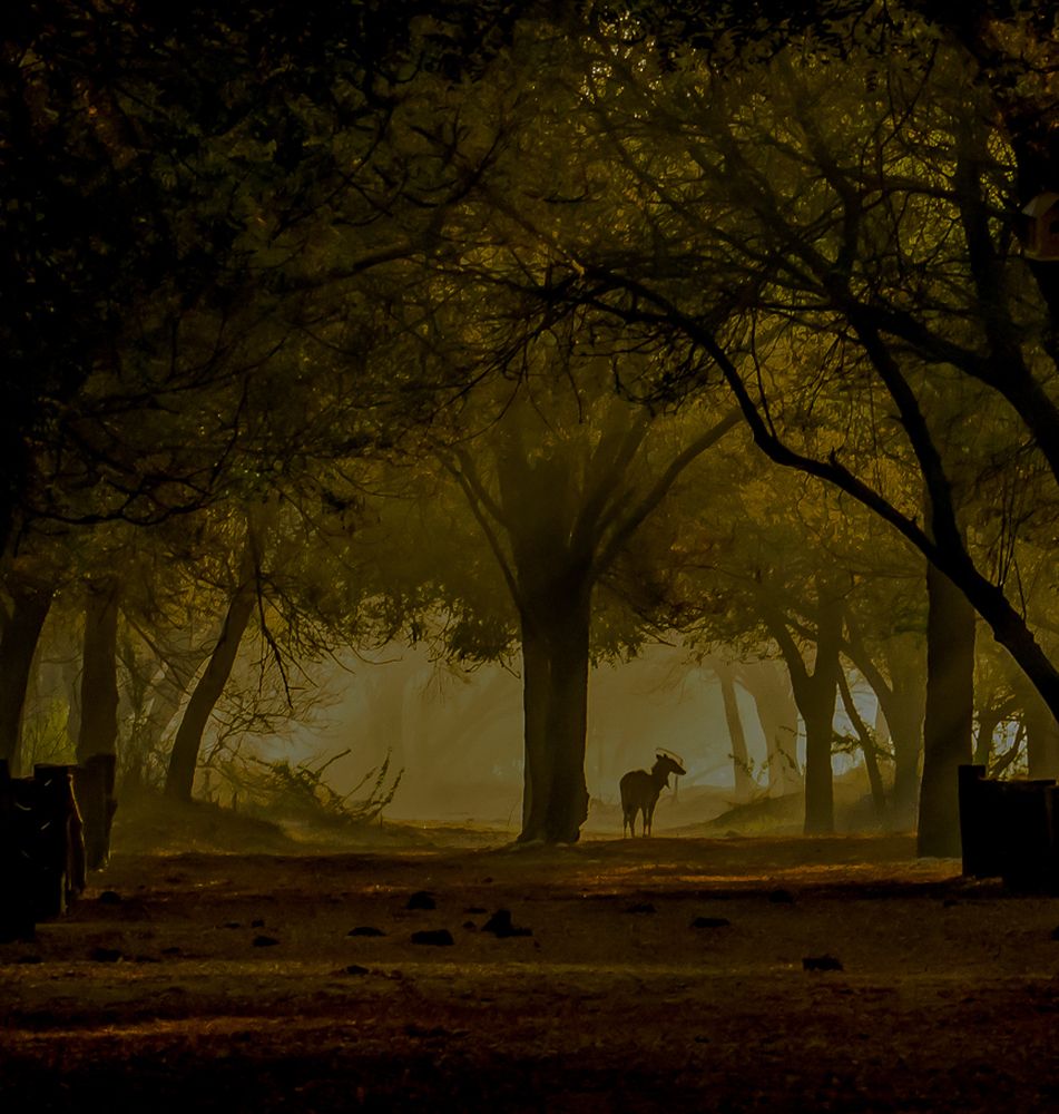 Photograph by Manoj Nair