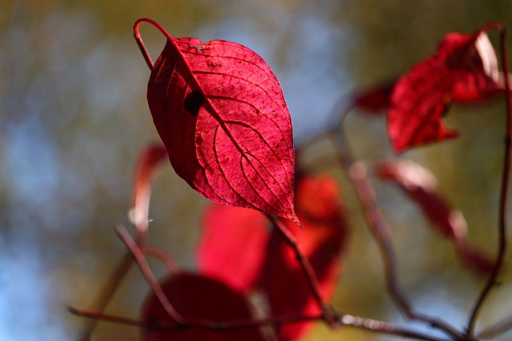 Photograph by 