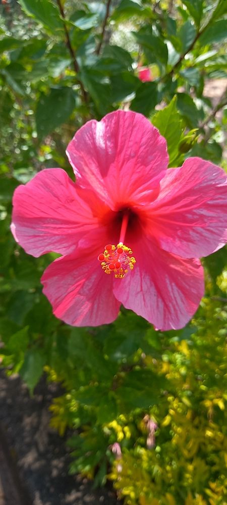 Photograph by Thilantha Abeysinghe