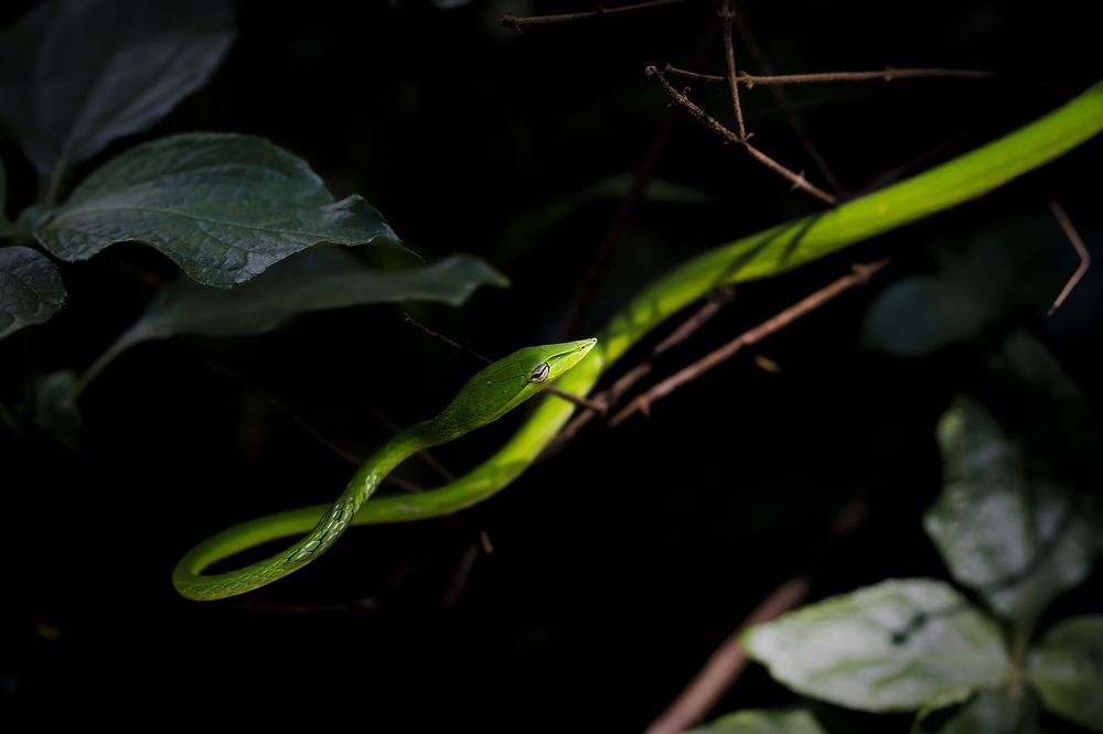 Photograph by Tharaka mihiranga athapaththu