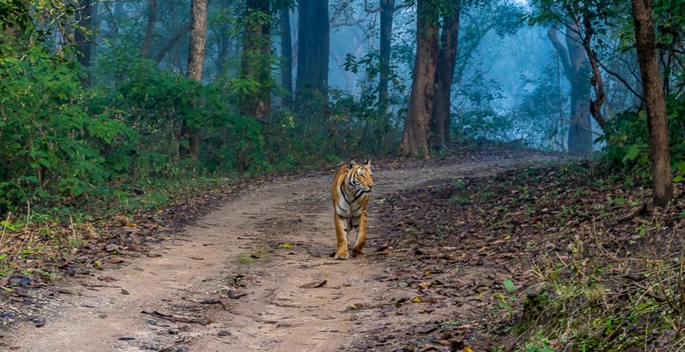 Photograph by Manoj Nair