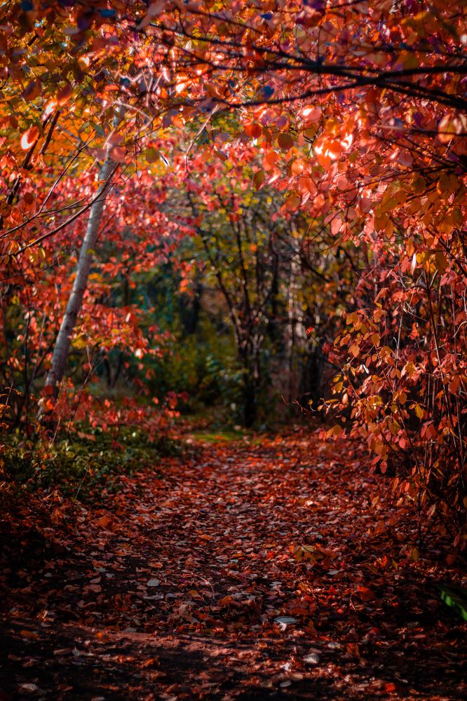 Photograph by Александр Лисикян