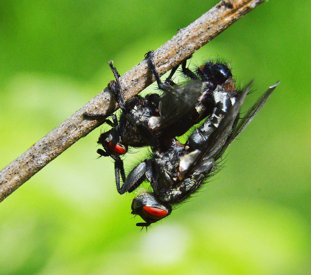 Саркофагиды.