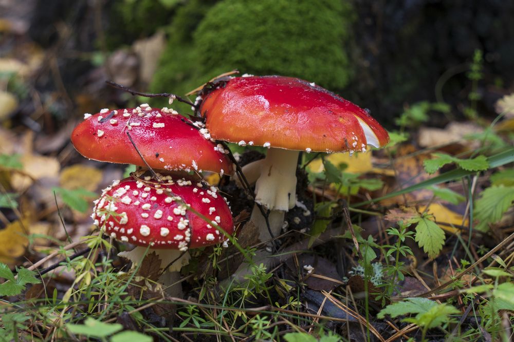 Photograph by косяк