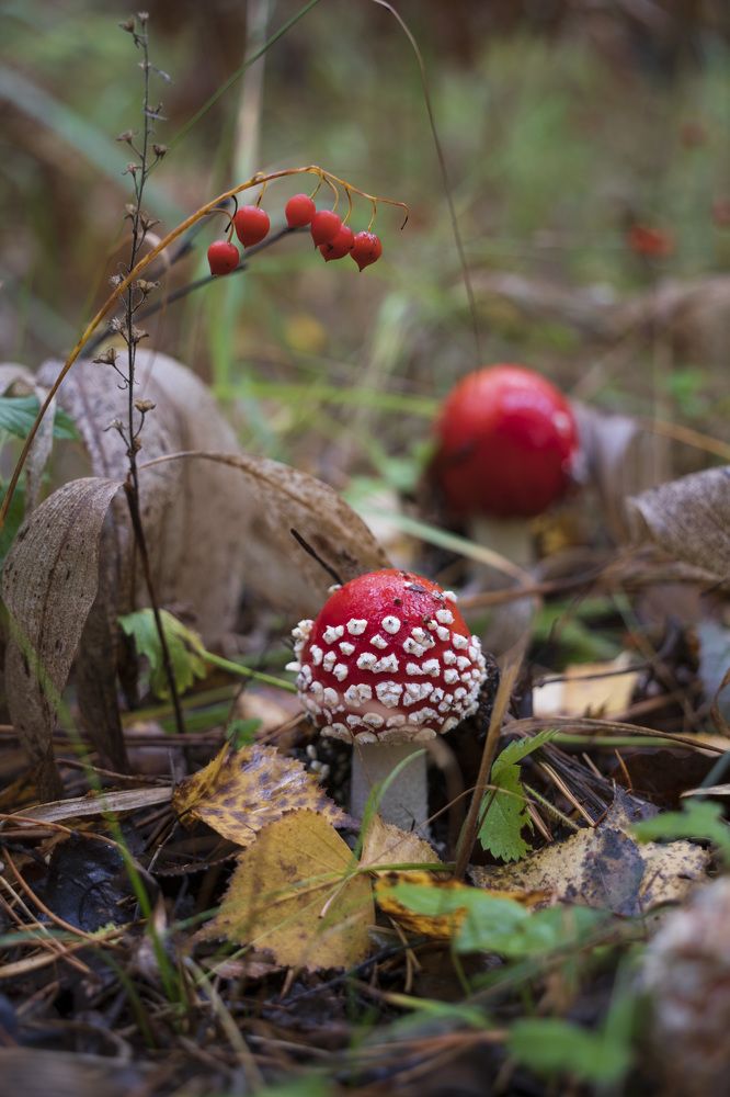 Photograph by косяк