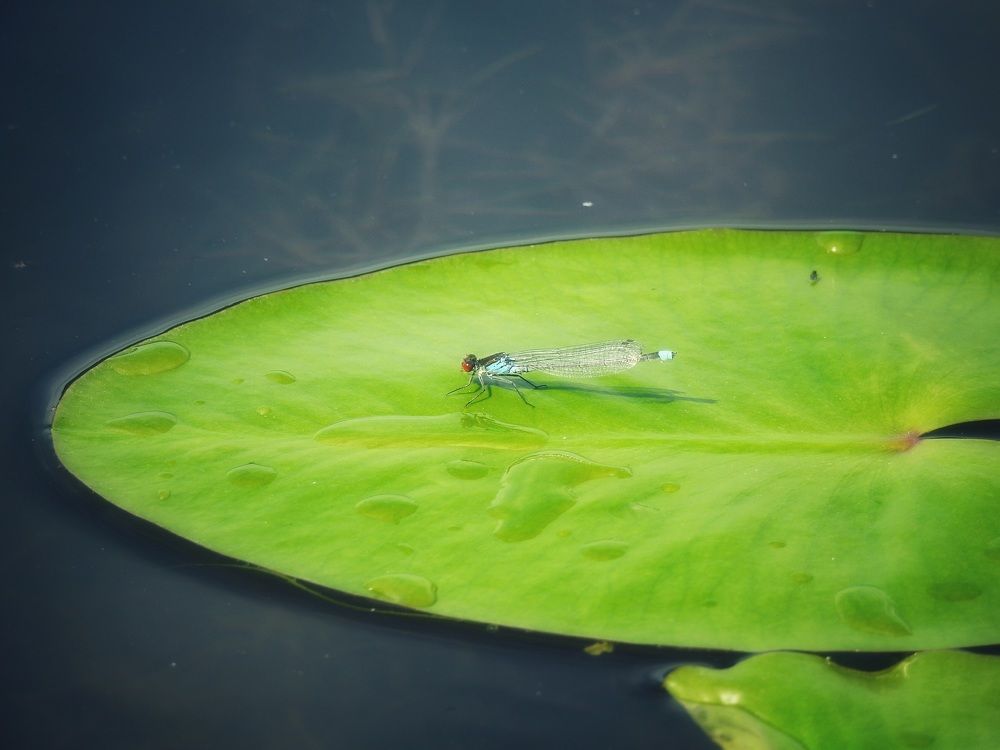 Photograph by Римма Большакова