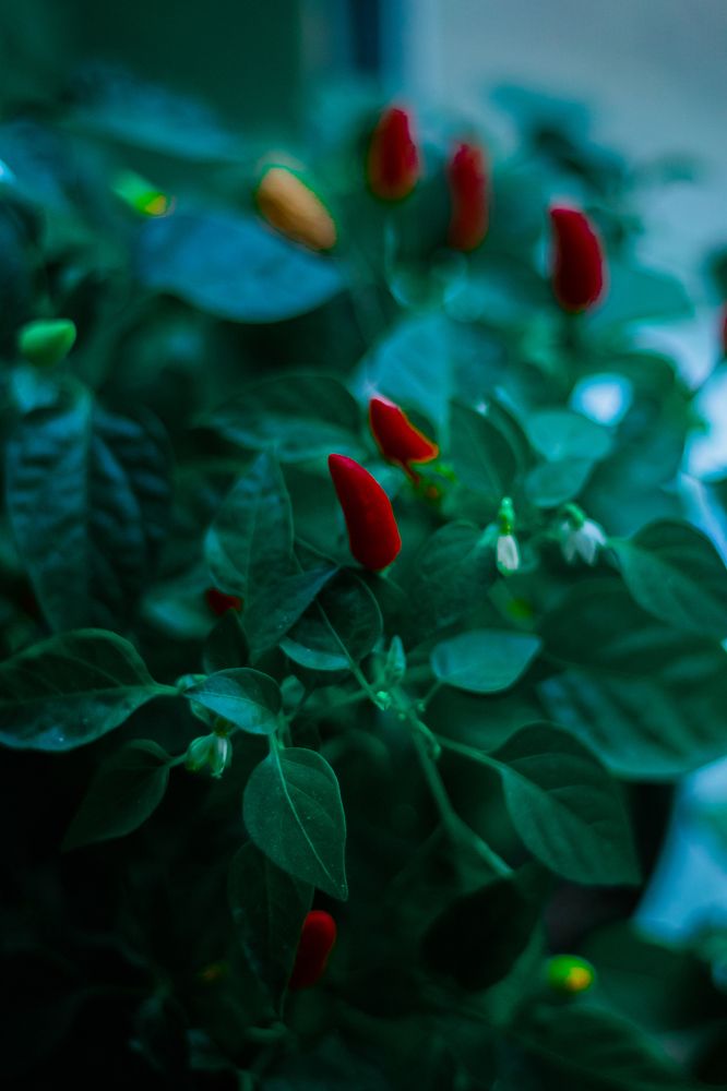 Фотография автора Vladimir Kostyuchkov