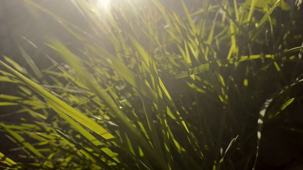 Photograph by Елена Лещева