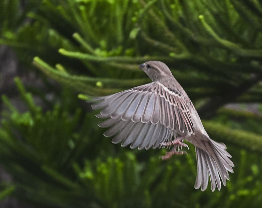 Фотография автора Fawad Hashmi