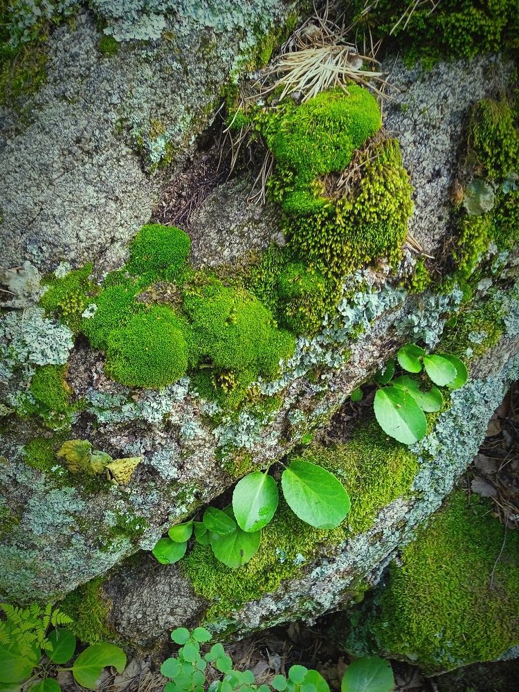 Photograph by Нина Мехнина