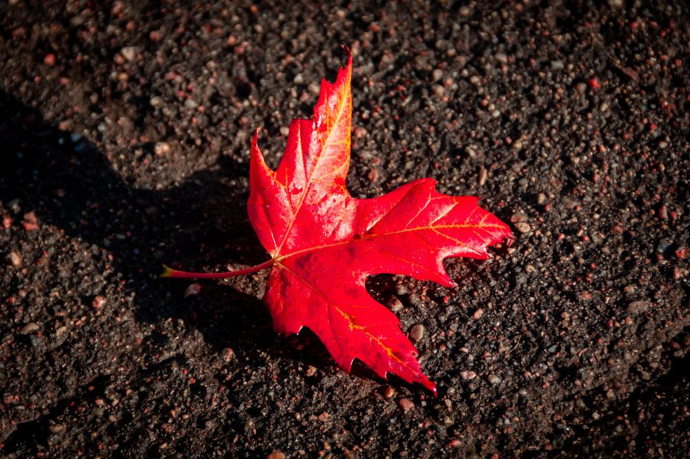 Photograph by Диана Бородзе