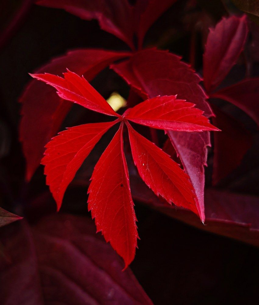 Photograph by Олика