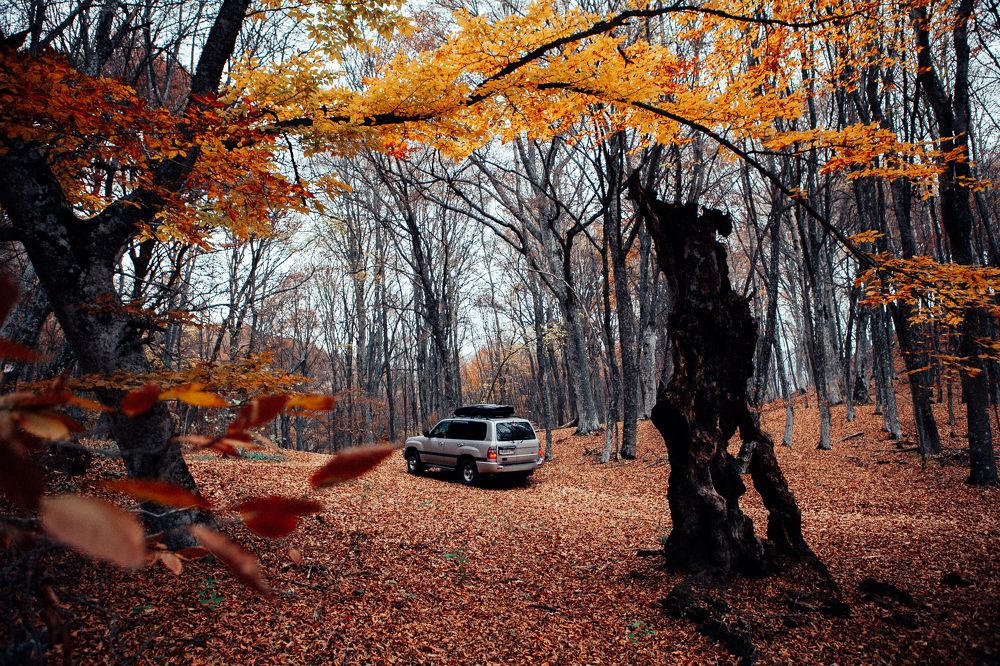 Photograph by Алена Нестерова