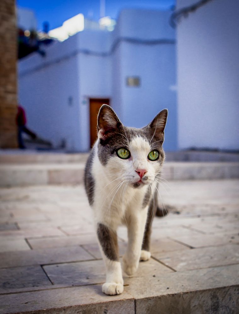 Street cats of Morocco