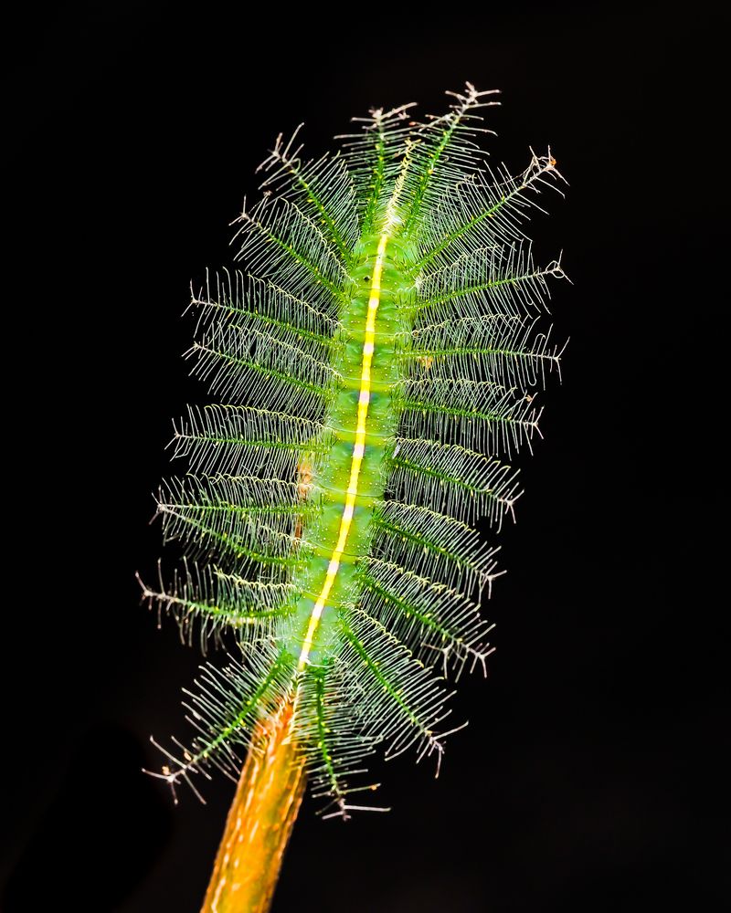 Photograph by Hardeep Solanki