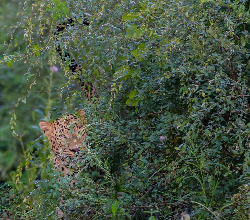 Photograph by Manoj Nair