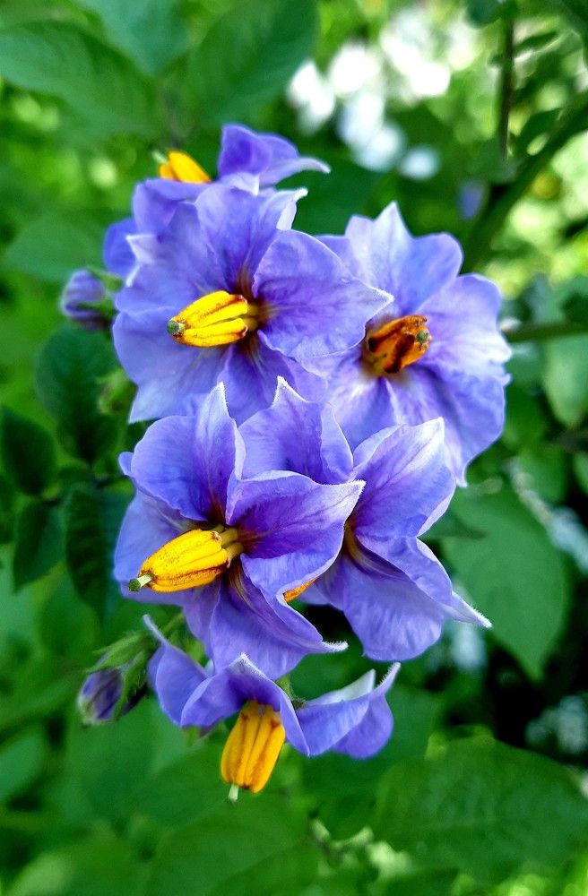 Фотография автора Ирина Лукьянчик