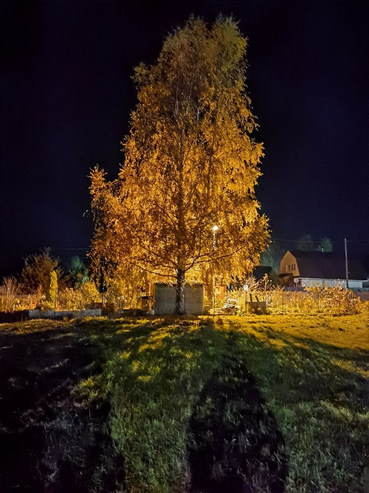 Береза