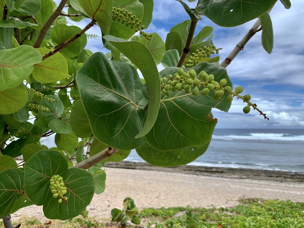 Photograph by Christine ECHEVET-ADAM de VILLIERS