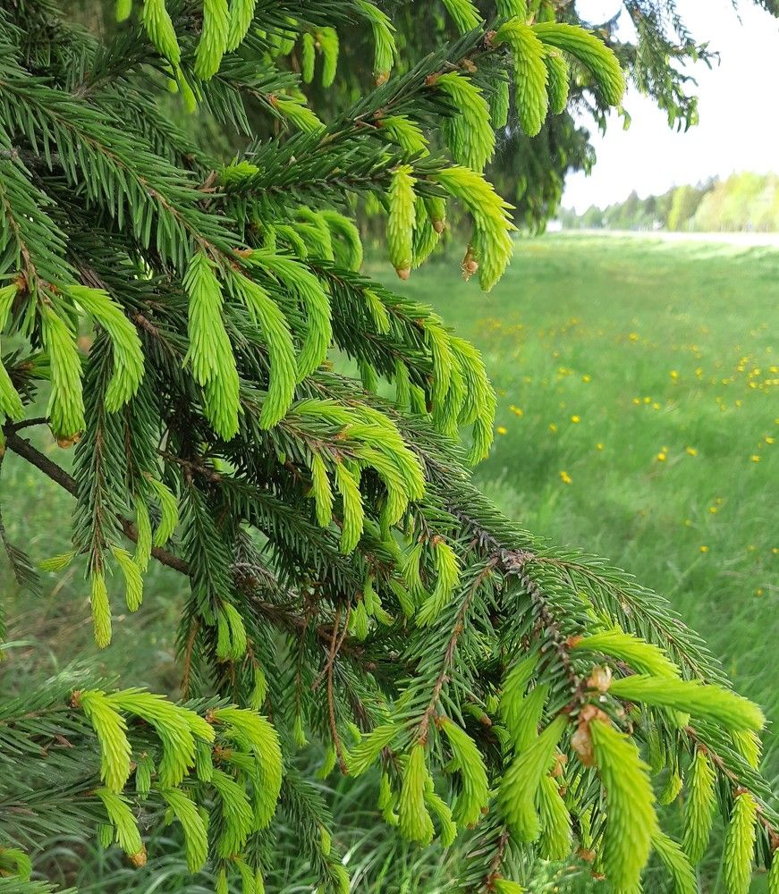 Фотография автора Ирина Лукьянчик