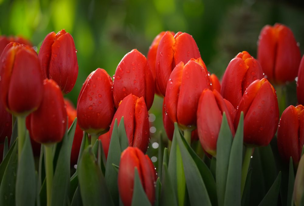 Photograph by Olga Mendosa