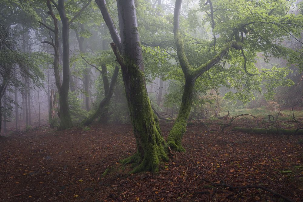 Photograph by Jens Ober