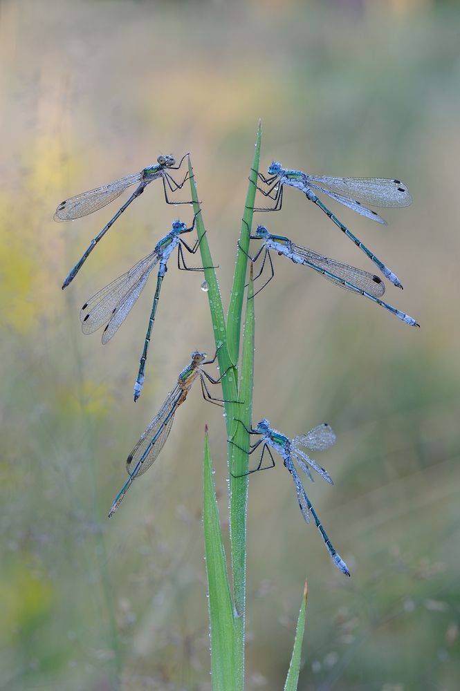 Утро туманное.