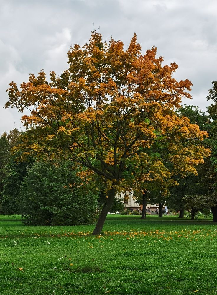 Осеннее дерево