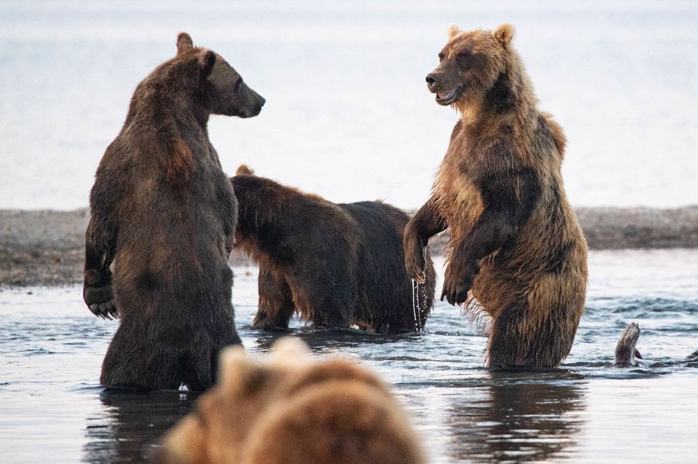 Альфа-рыбалка