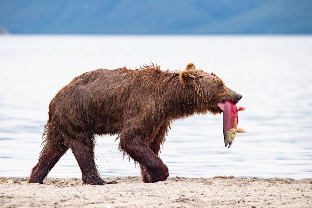 Photograph by Алексей Шаскольский