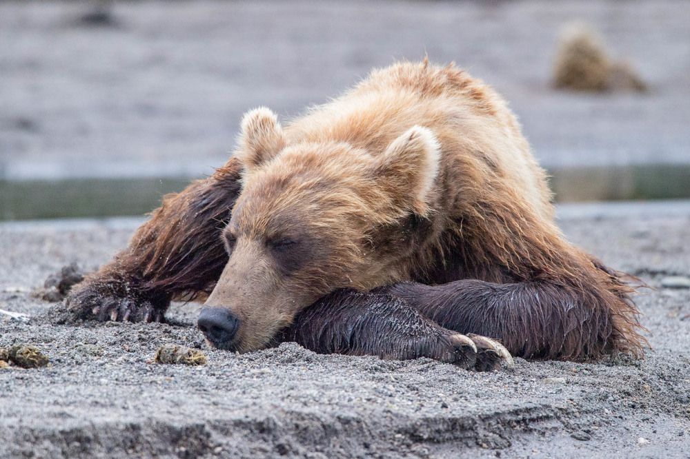Photograph by Алексей Шаскольский