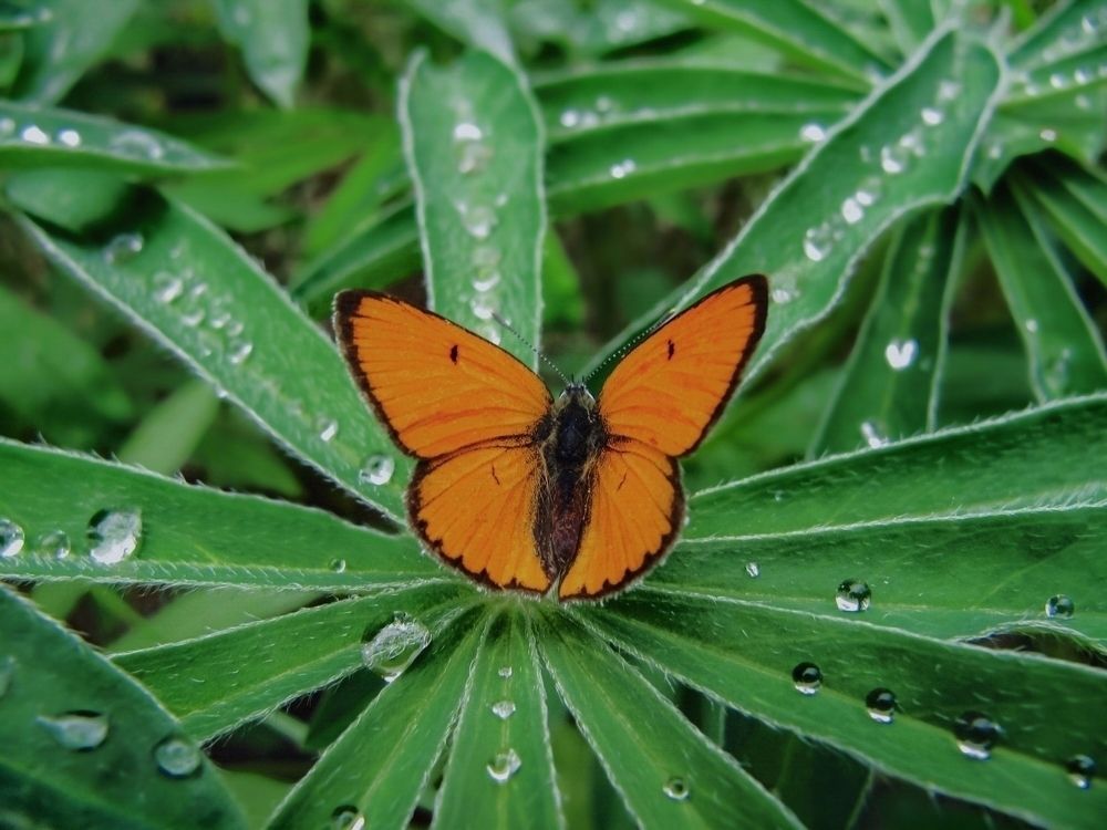 Червонец непарный