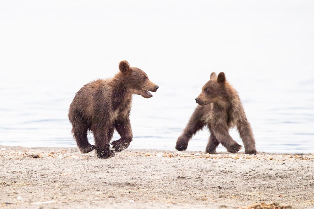 Photograph by Алексей Шаскольский